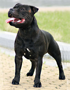 стаффордширский бультерьер